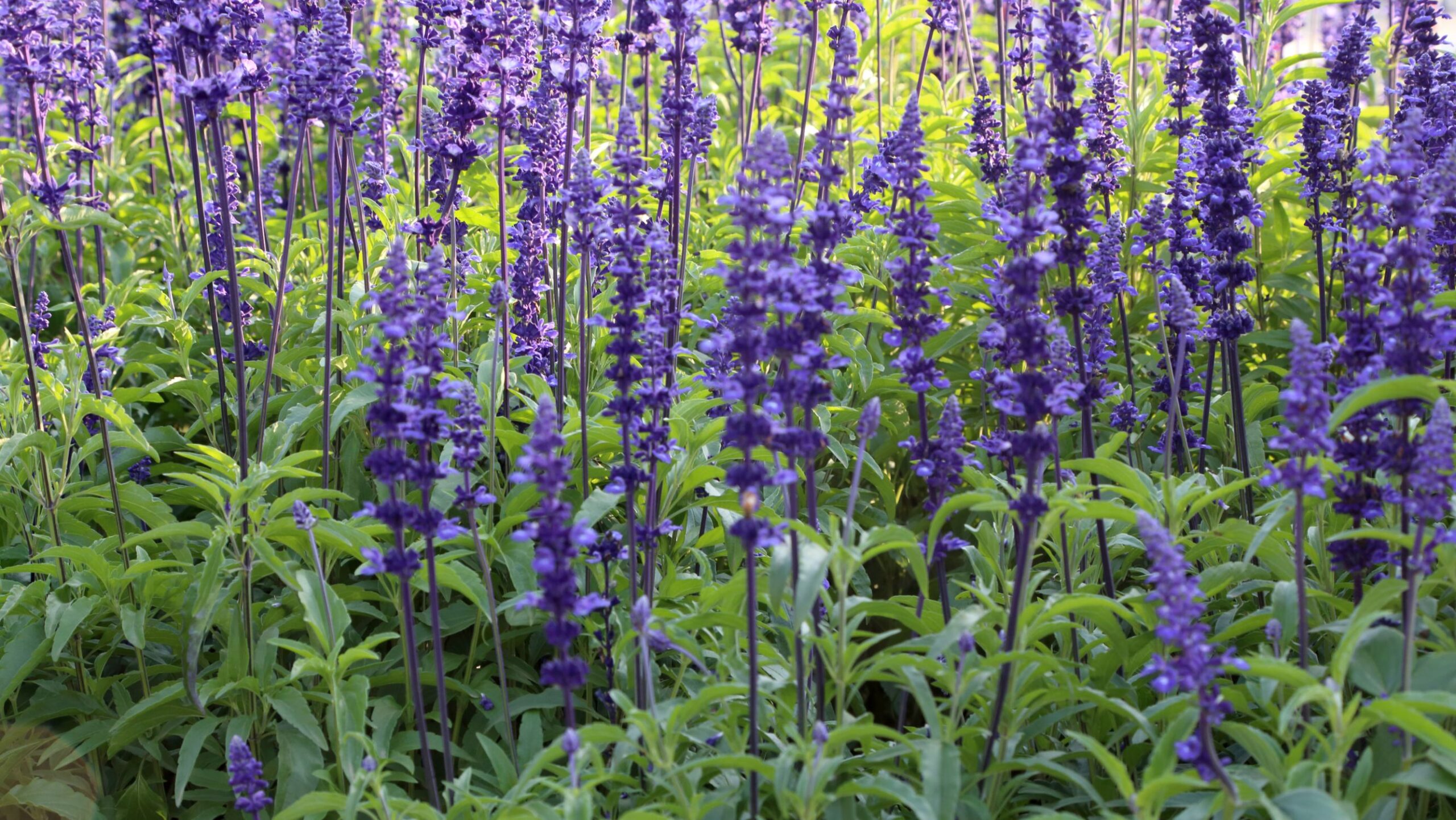 Austin Texas Native Plants
