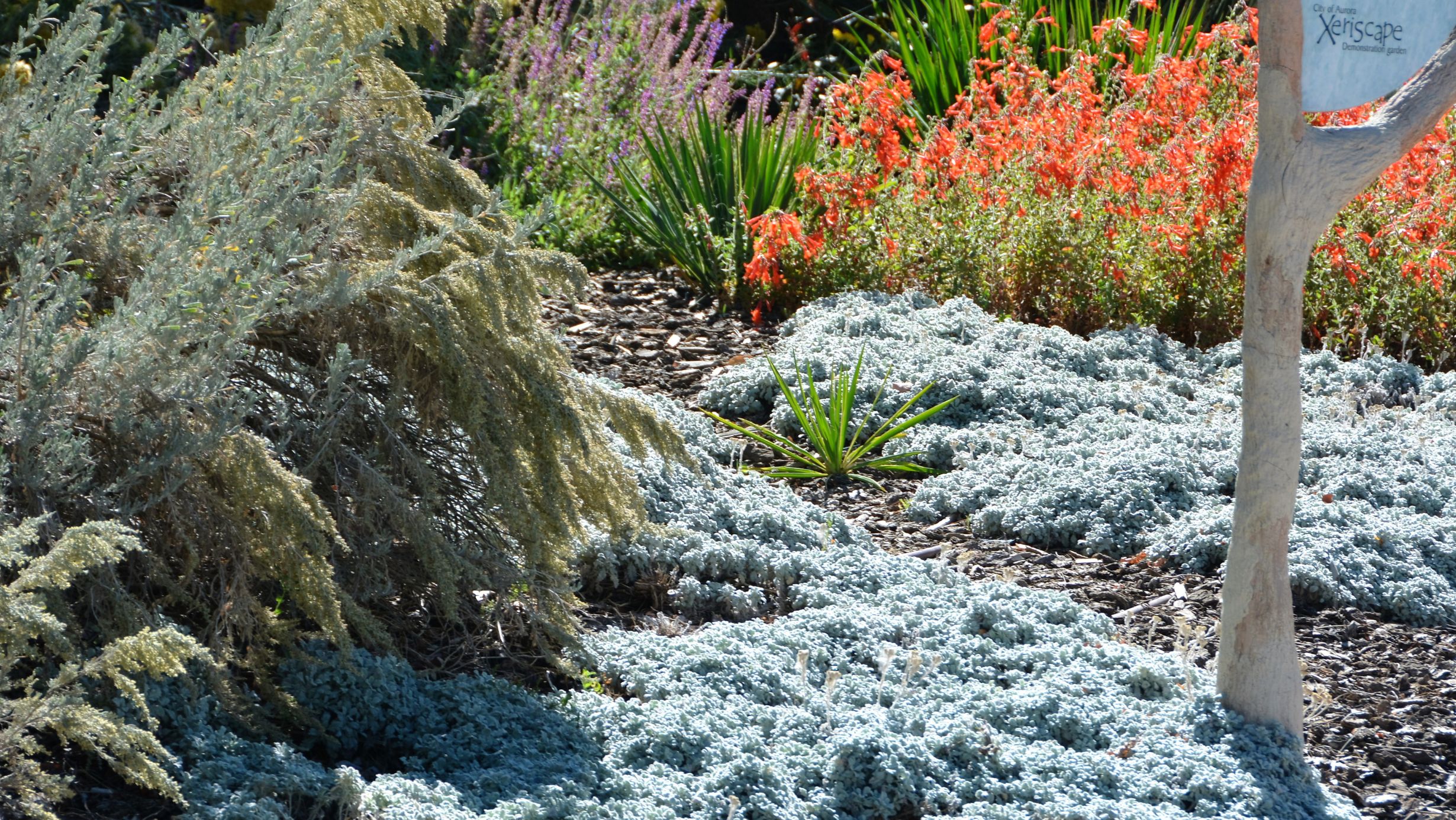 Xeriscaping Austin Texas